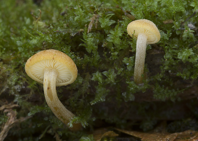 Gymnopilus bellulus